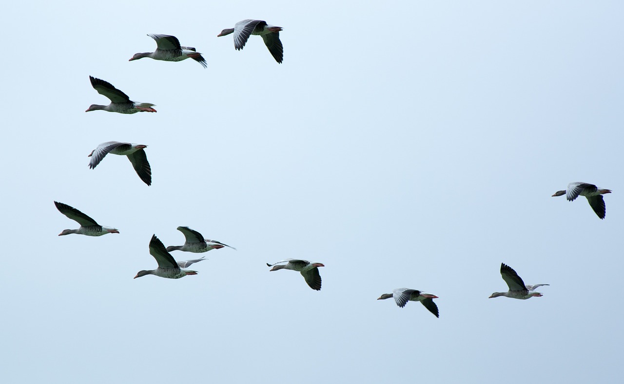 flock of birds swarm migratory birds free photo