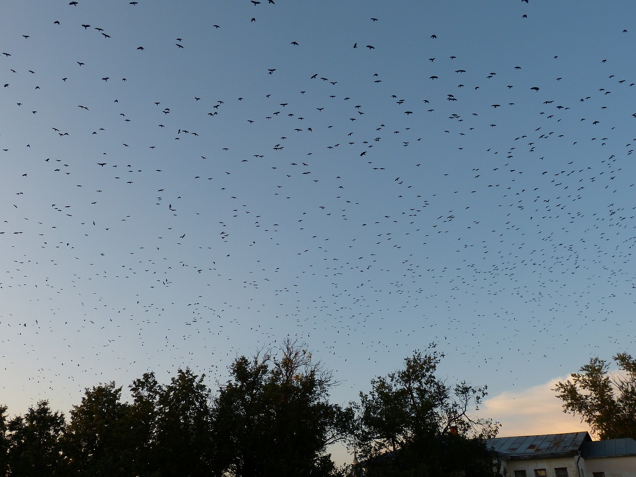 flock of birds birds fly free photo