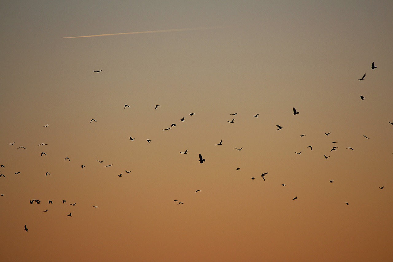 flock of birds birds swarm free photo