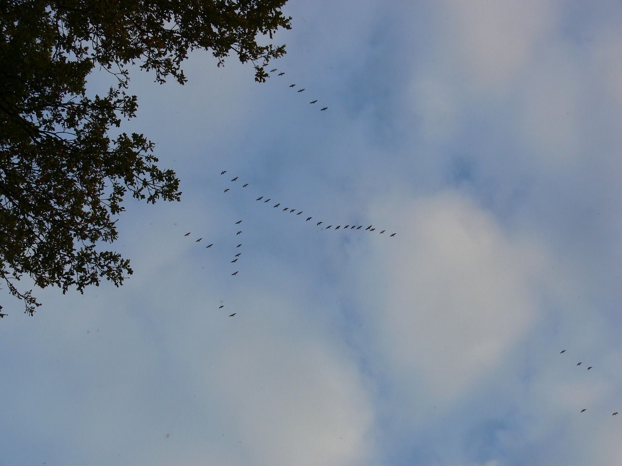 flock of birds zuvögel birds free photo