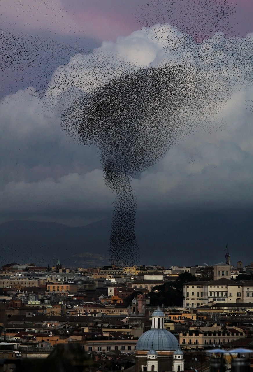 flock of birds swarm starling free photo