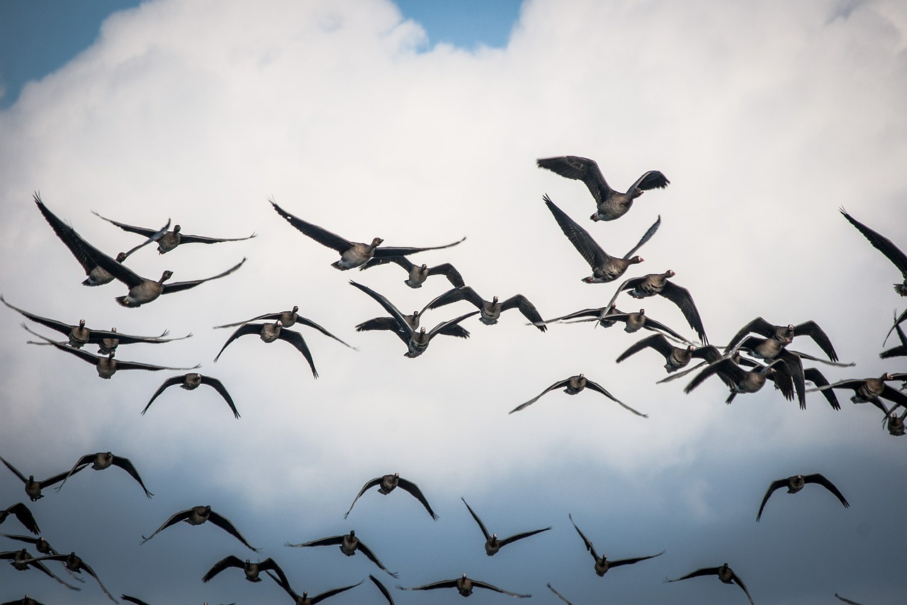 flock of birds geese fly free photo