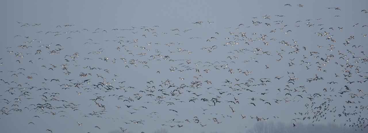 flock of birds geese migratory birds free photo