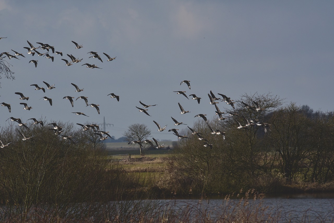 flock of birds geese migratory birds free photo
