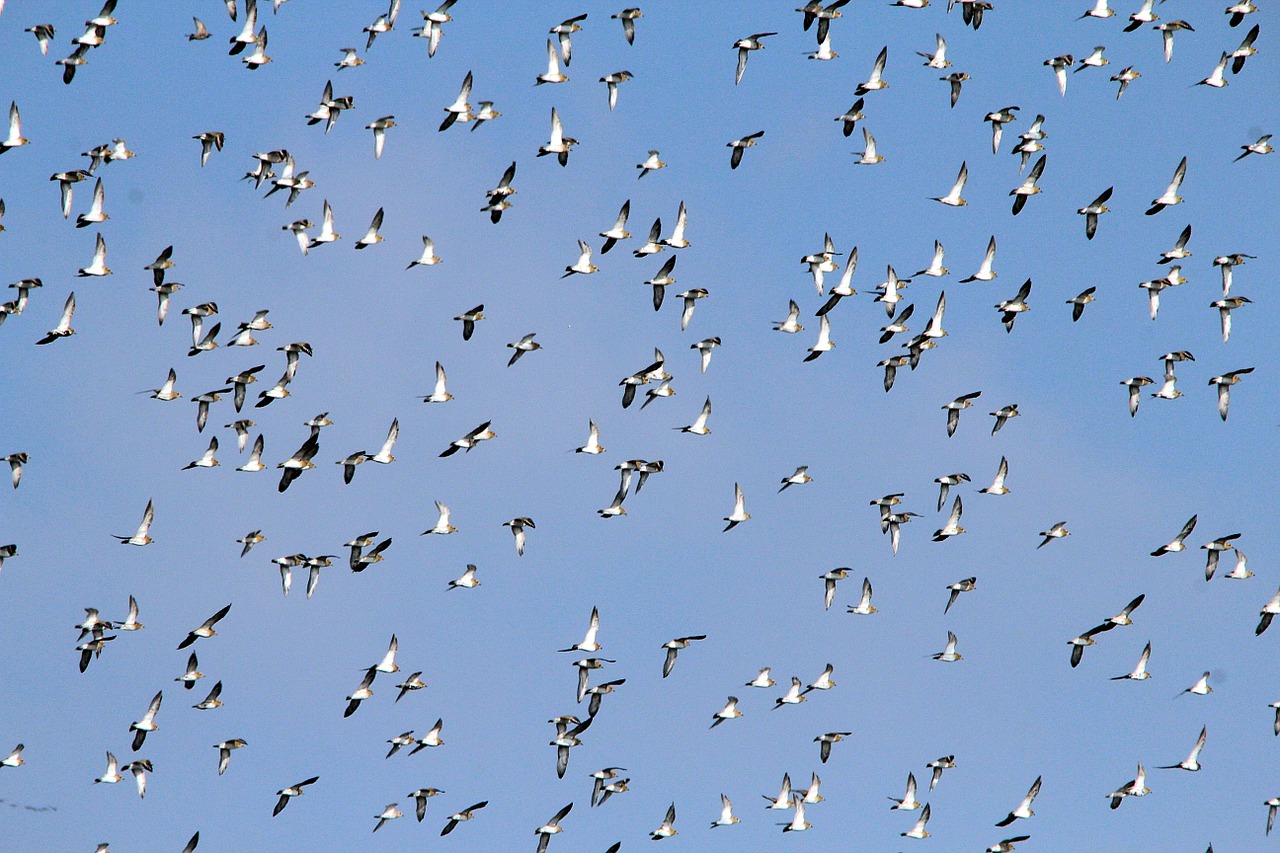 flock of birds geese migratory birds free photo