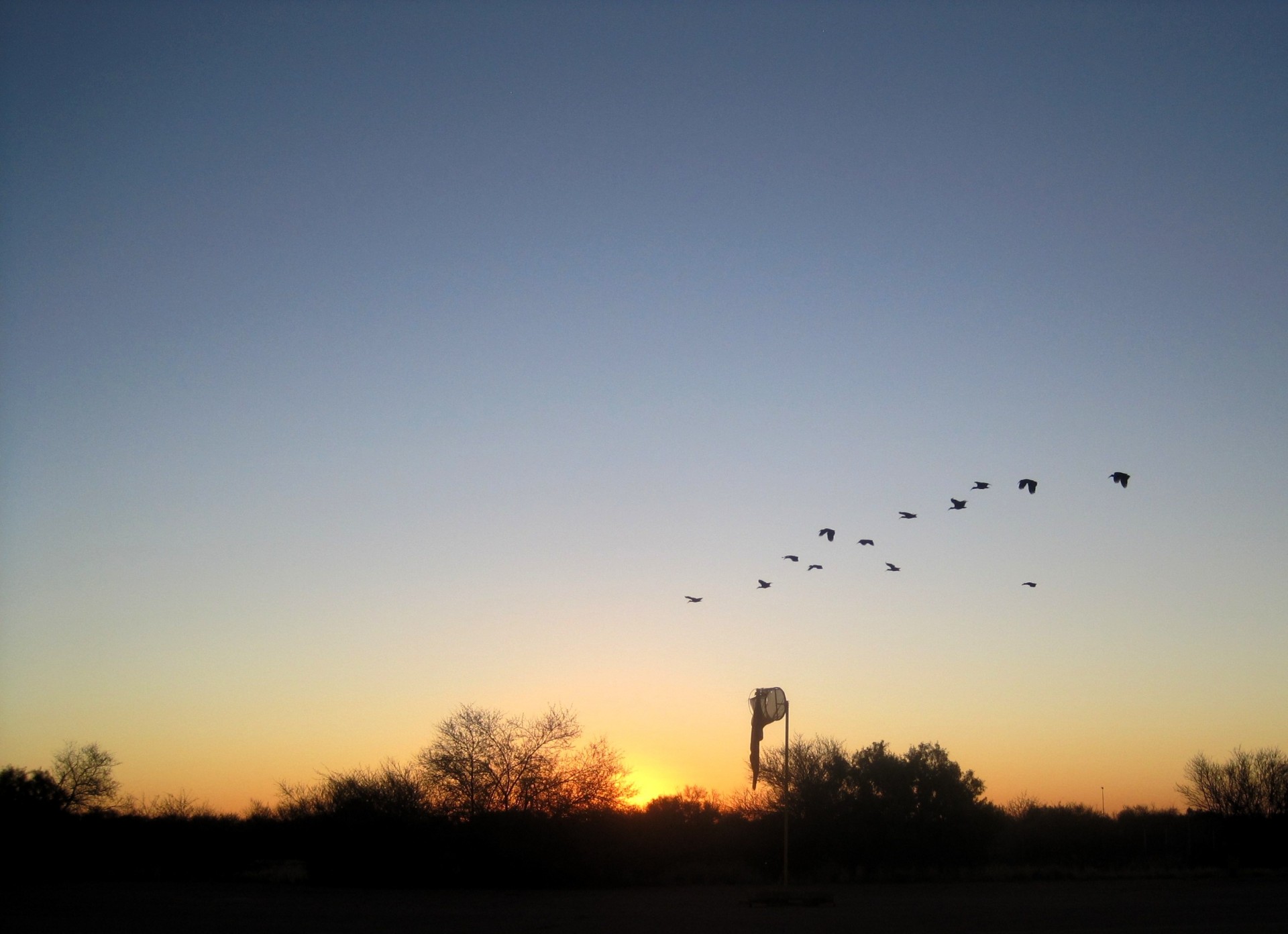 sunset birds flock free photo