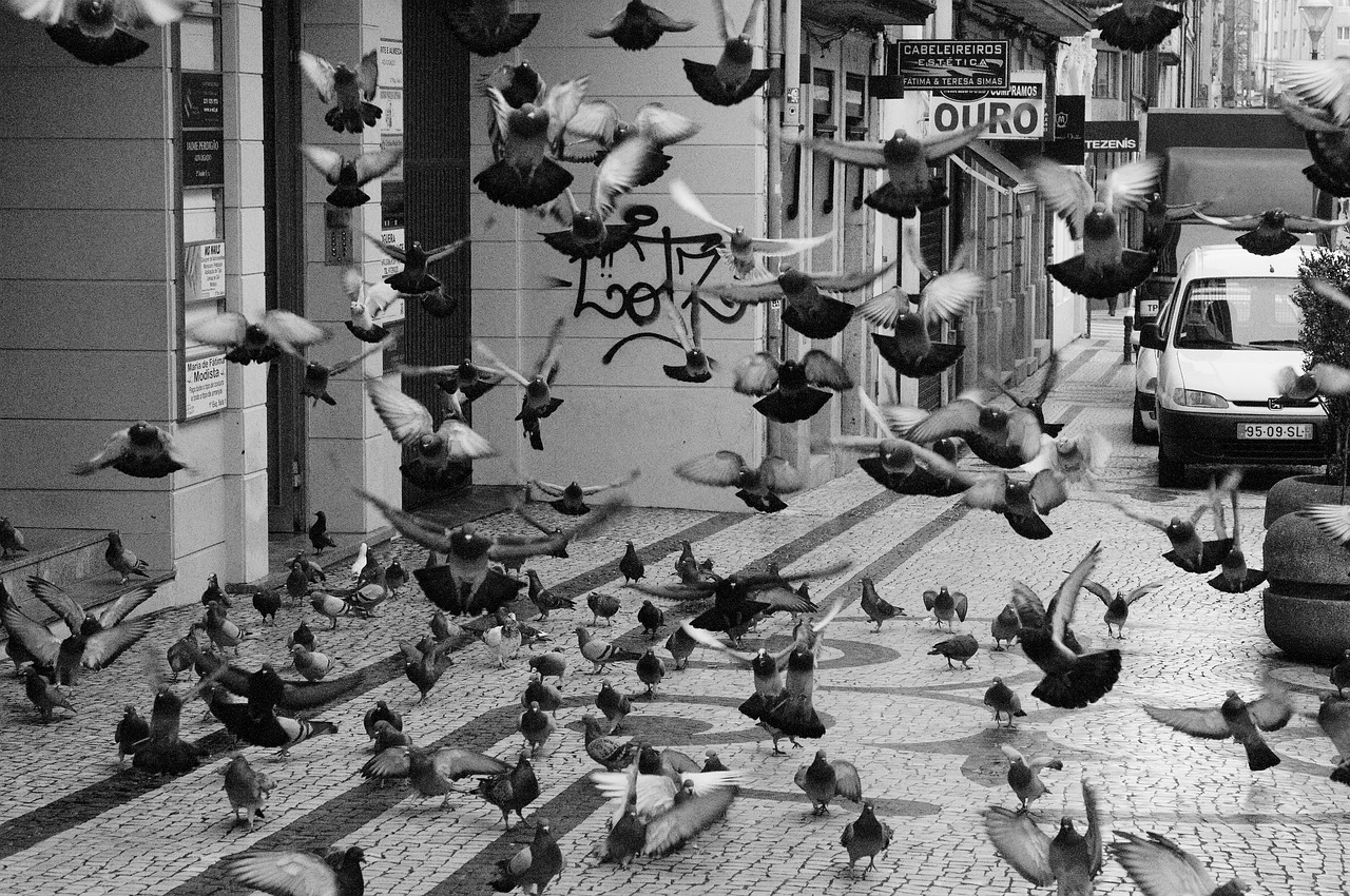 flock of doves  dove  bird free photo