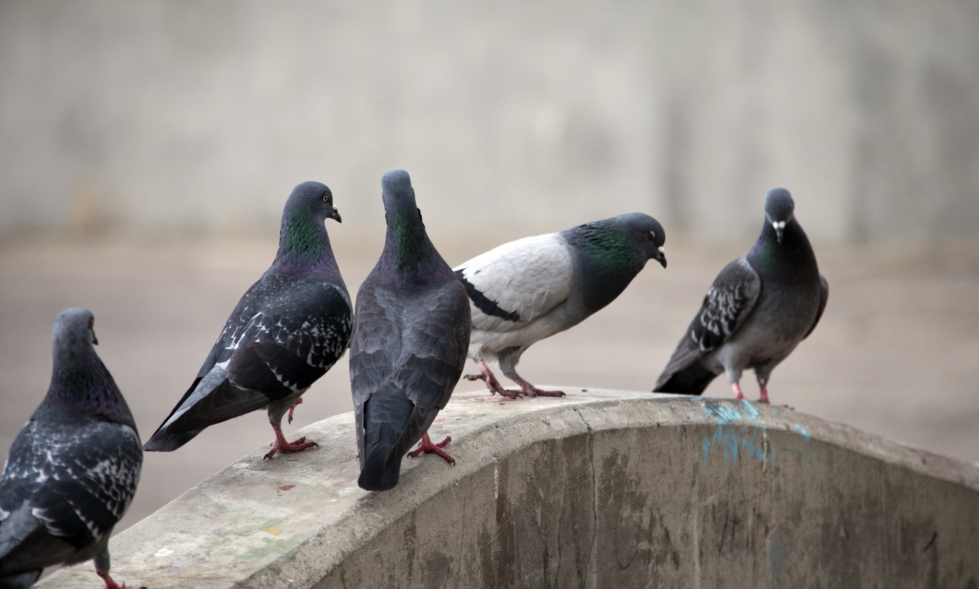 pigeon pigeons bird free photo
