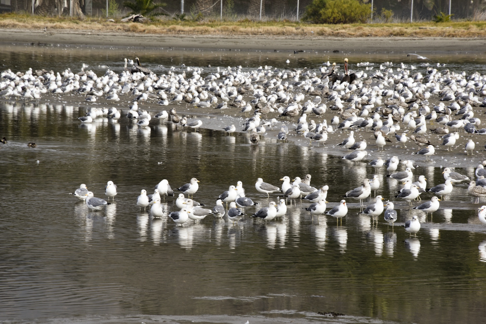seagulls beach flock free photo