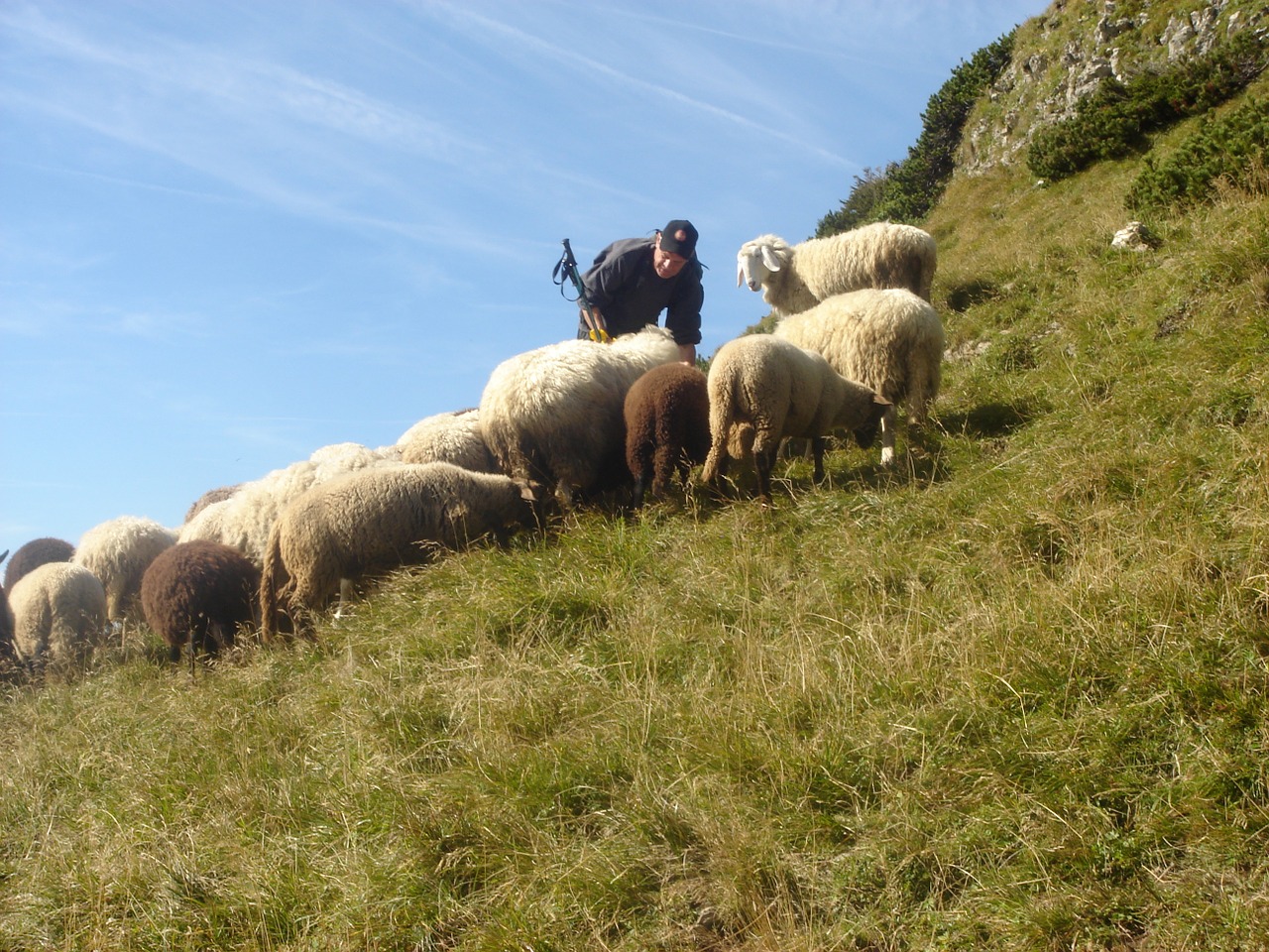 flock of sheep mountain sheep sheep pasture free photo