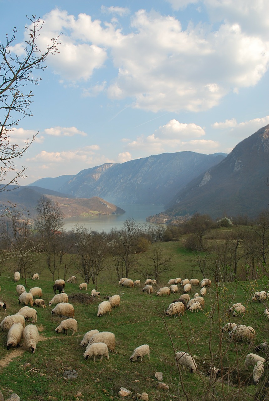 flock of sheep herd of sheep on the drina landscape free photo