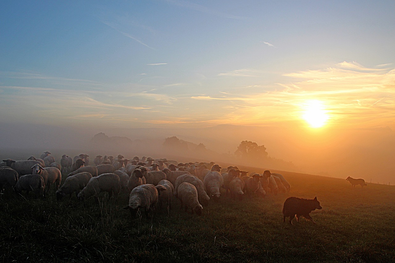 flock of sheep shepherd romance abendstimmung free photo