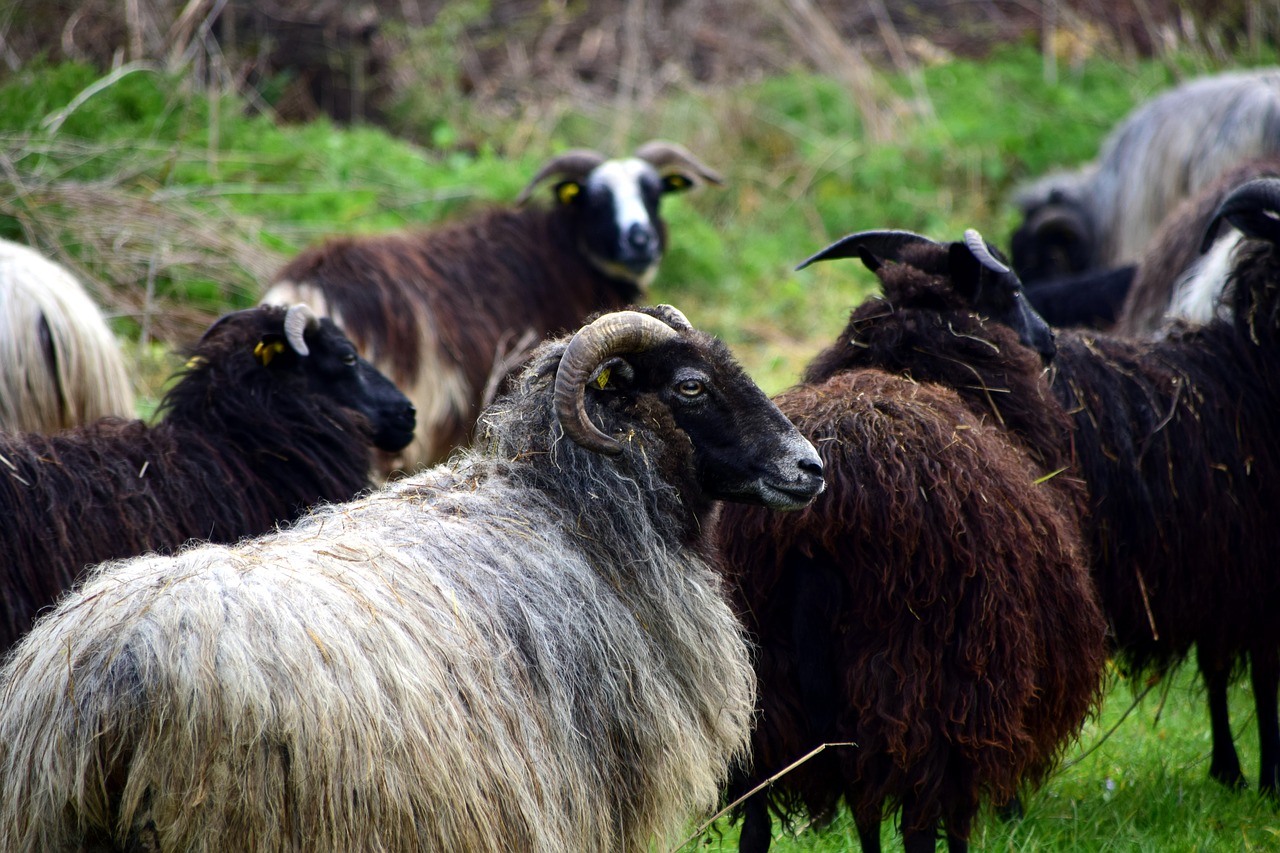 flock of sheep sheep pasture free photo