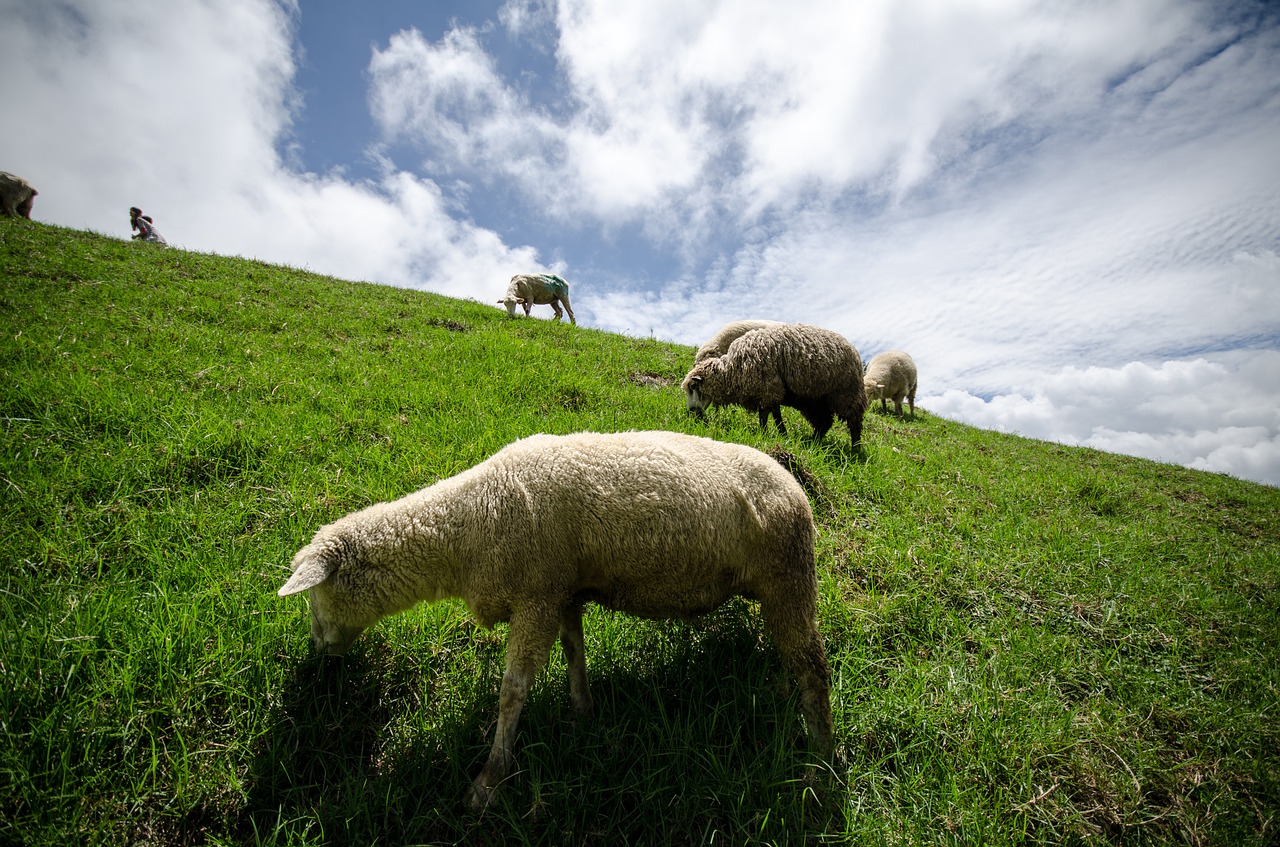 flock of sheep sheep animals free photo