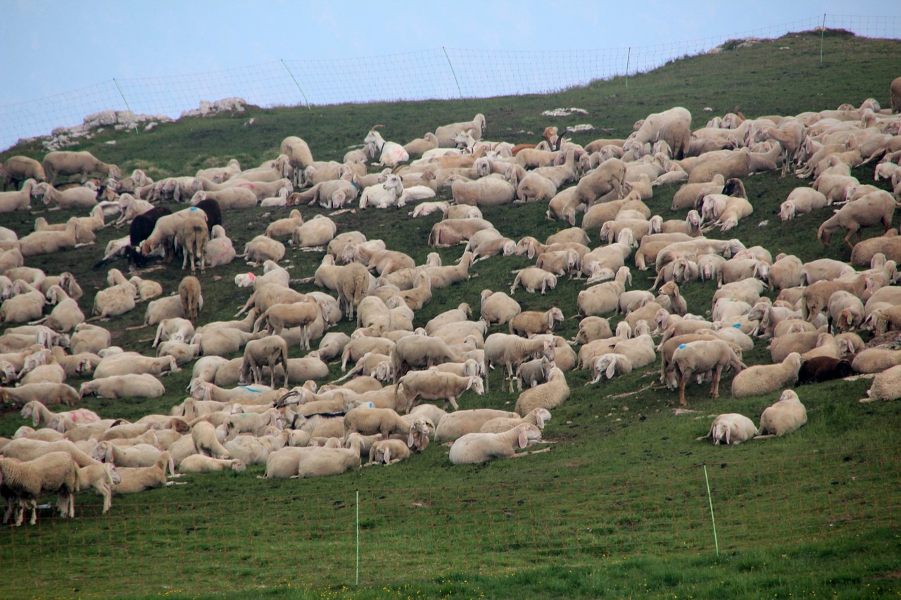 flock of sheep sheep meadow free photo