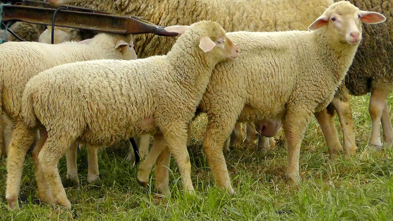 flock of sheep sheep wool free photo