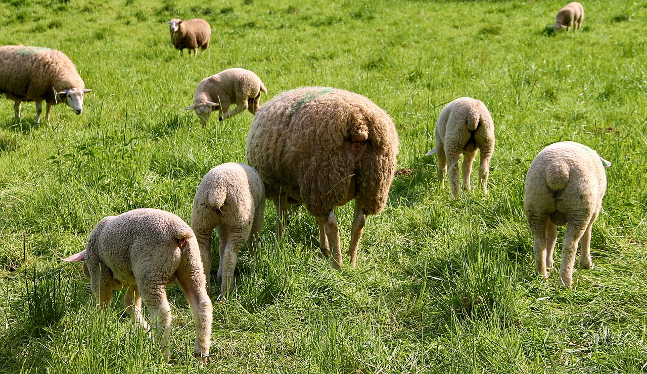 flock of sheep  lambs  dam free photo