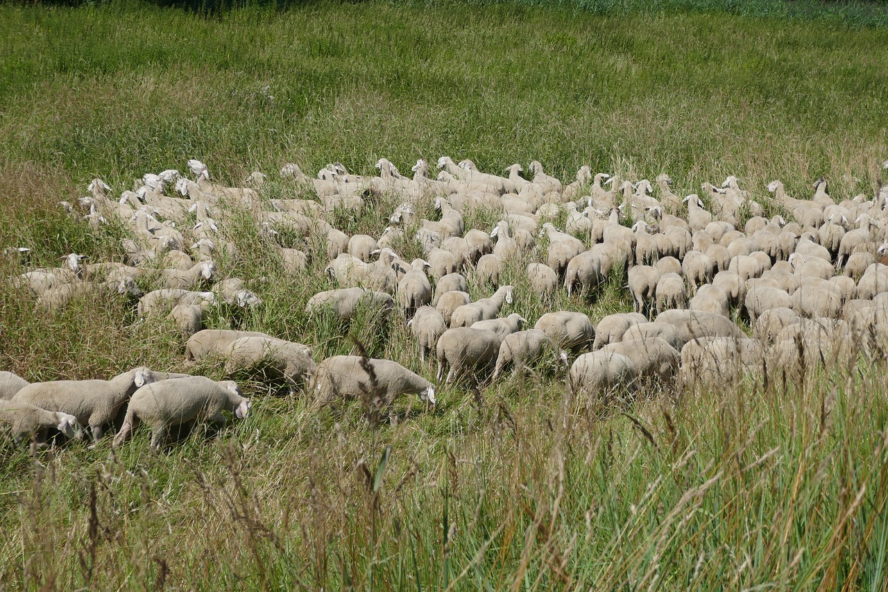 flock of sheep  grass  meadow free photo