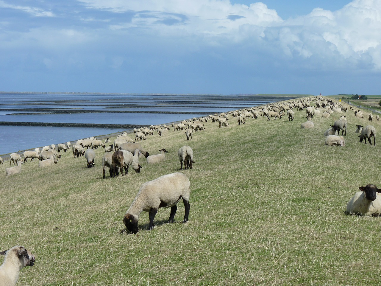 flock of sheep dike east frisia free photo