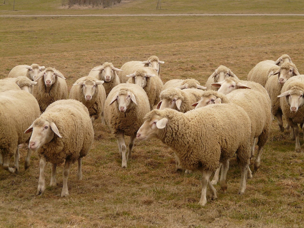 flock of sheep sheep flock free photo