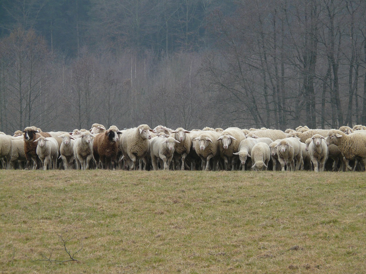 flock of sheep sheep flock free photo