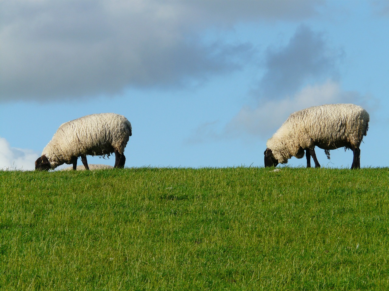 flock of sheep sheep pair free photo
