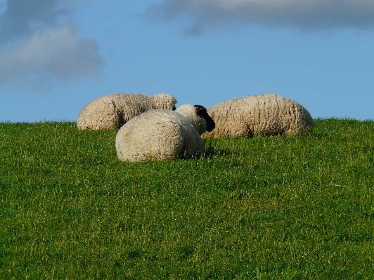 flock of sheep sheep group free photo