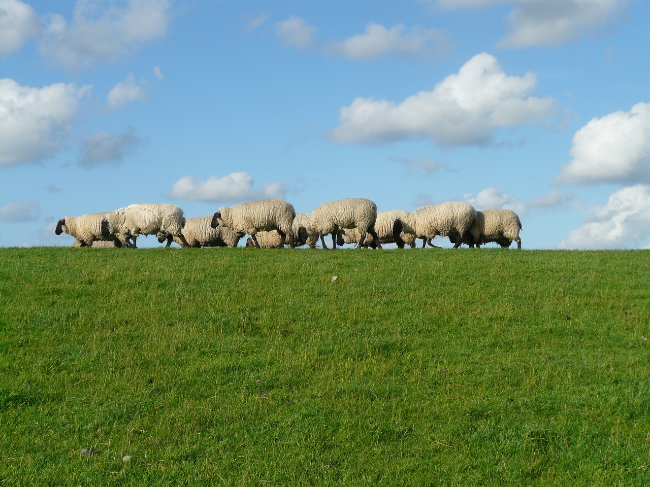 flock of sheep group sheep free photo
