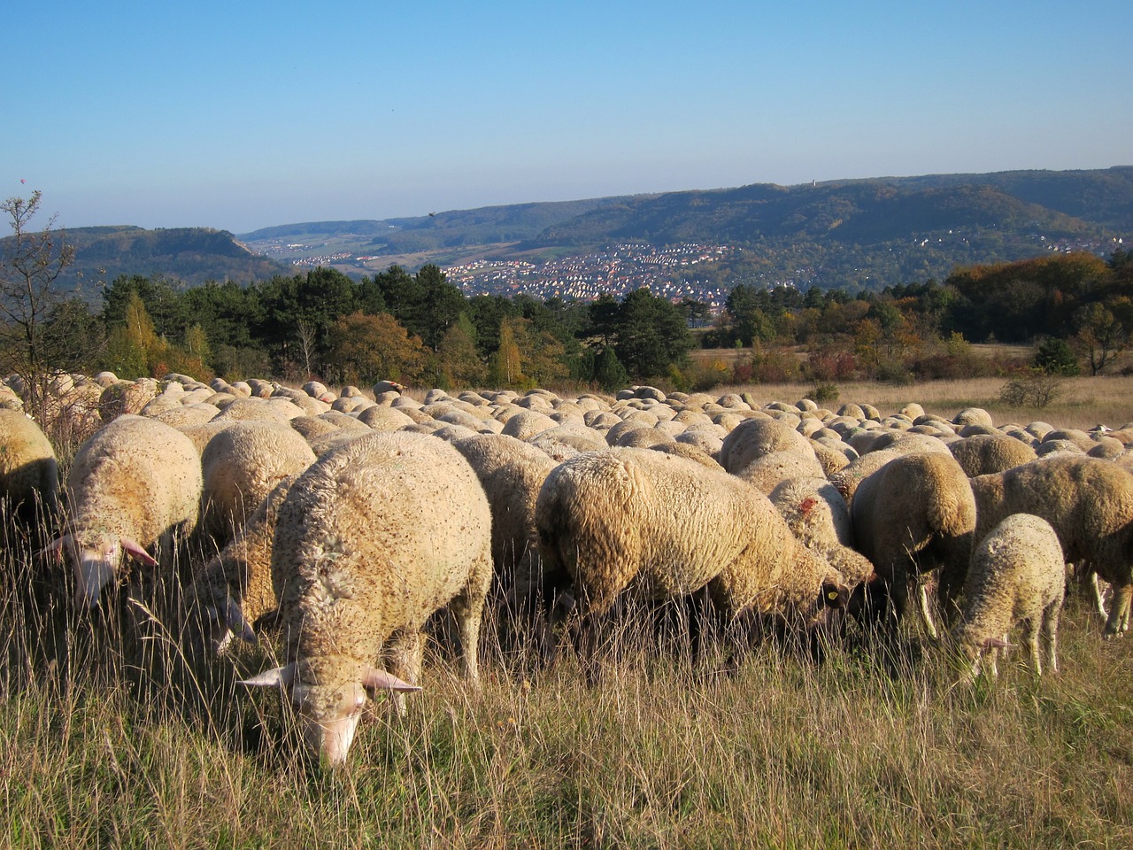 flock of sheep meadow wool free photo