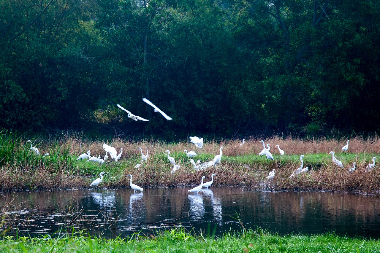 flocks of white storks puddle hands upon her waist phu yen free photo