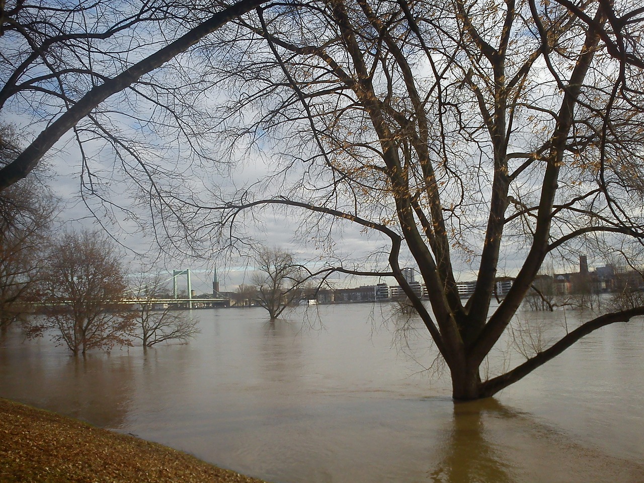 flood cologne tree in water free photo