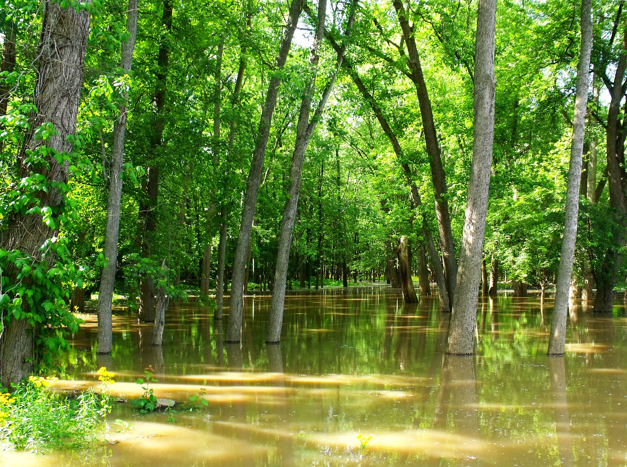 flood flooded forest free photo