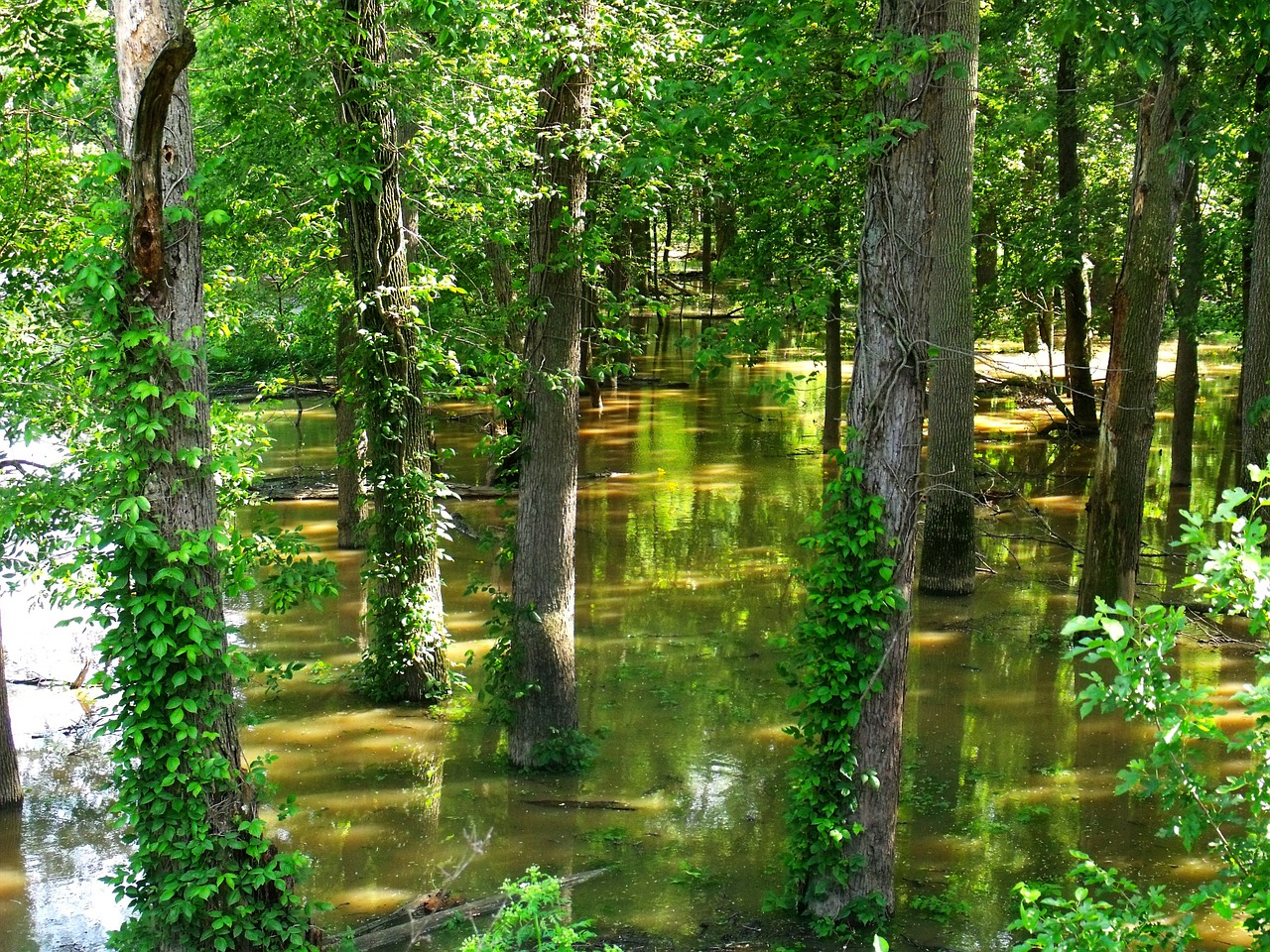 flooded forest flood trees free photo