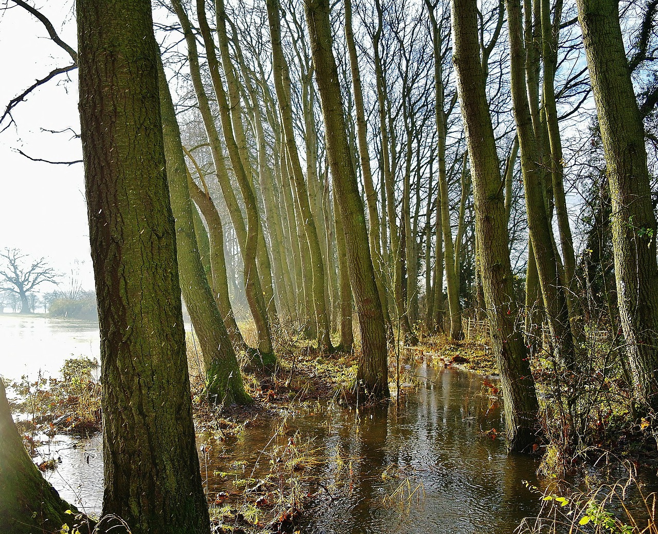 flooded forest frost winter free photo