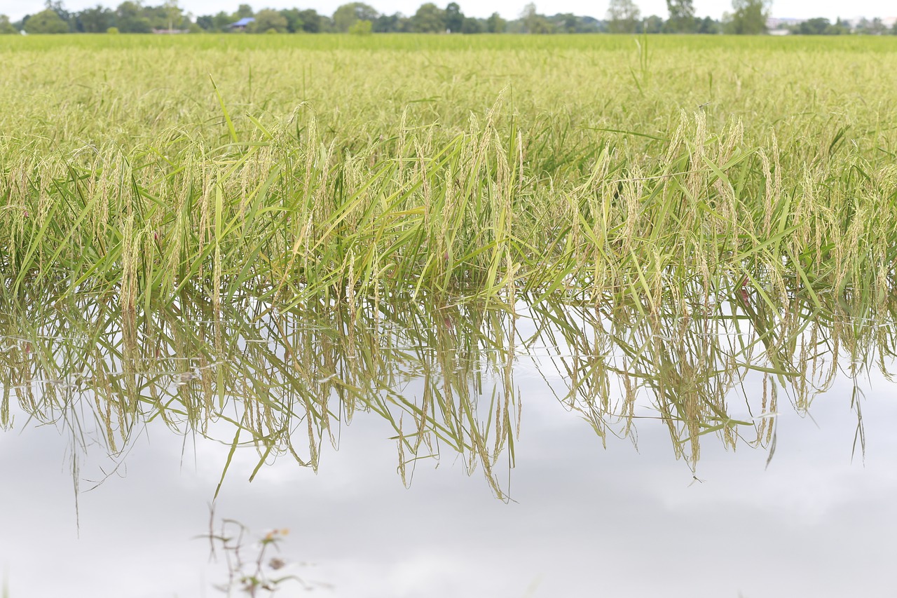 flooded rice fields rice rice plant free photo