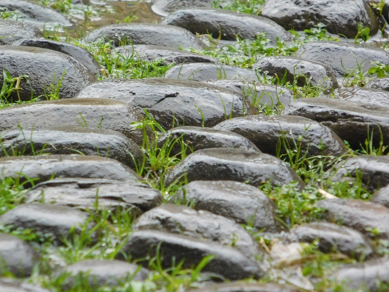 floor rain green free photo