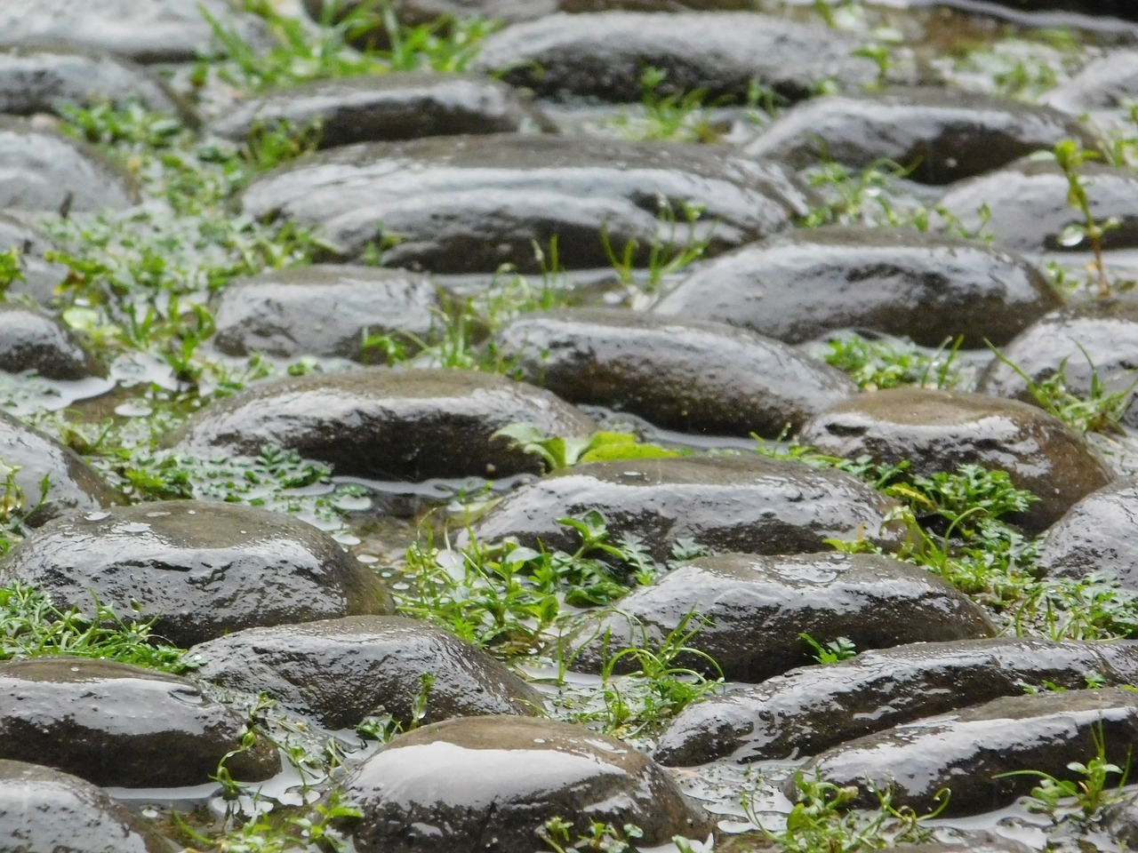 floor rain green free photo