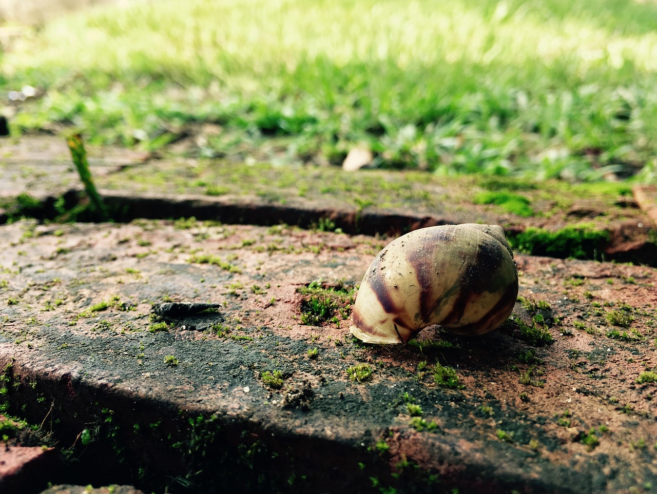 floor snail shell free photo