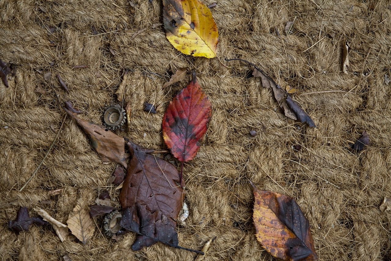 floor hiking trails leaves free photo