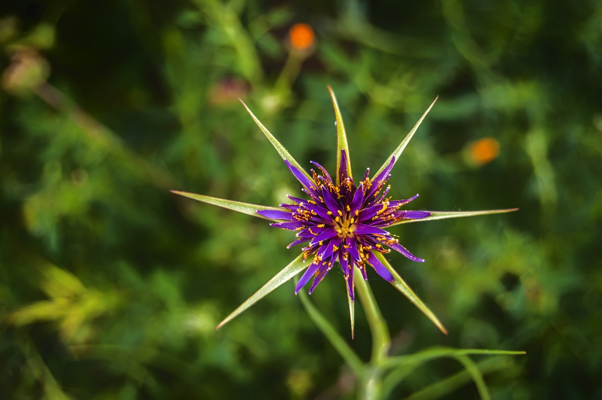 nature wild flower macro free photo