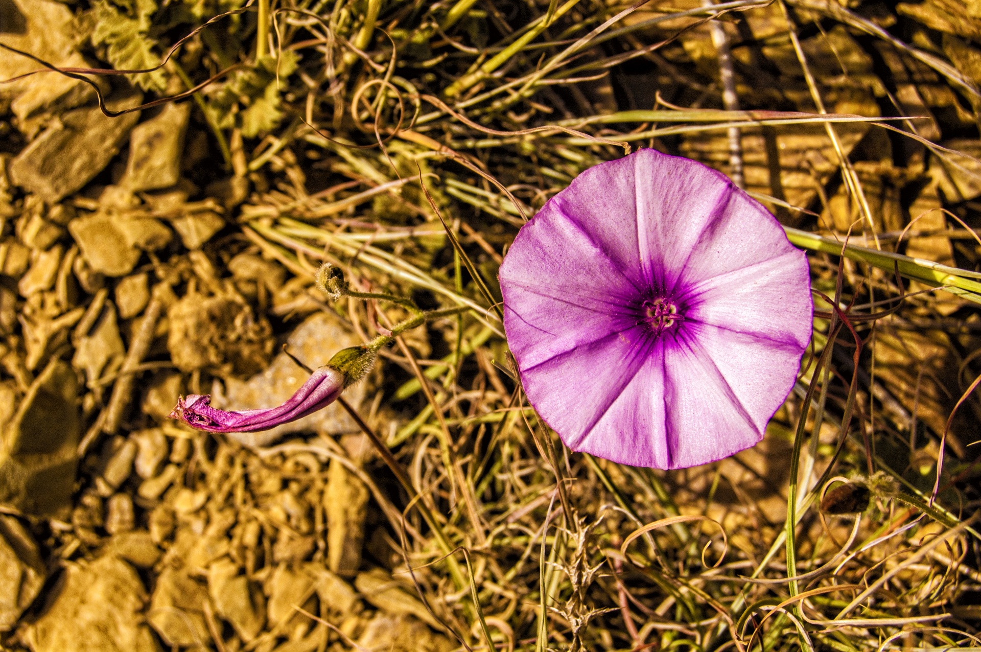 nature flower wild free photo