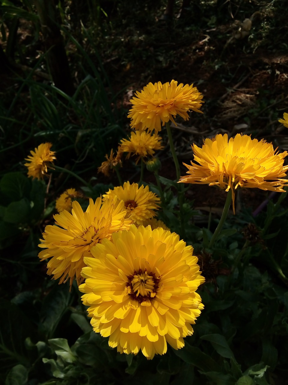 flor  flores  naturaleza free photo