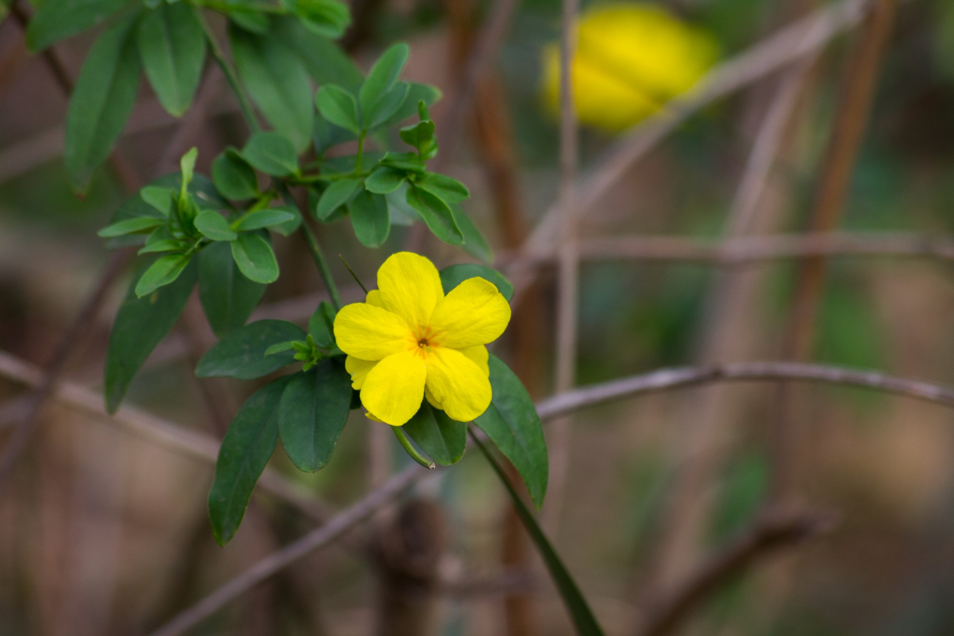 flower plant yellow free photo