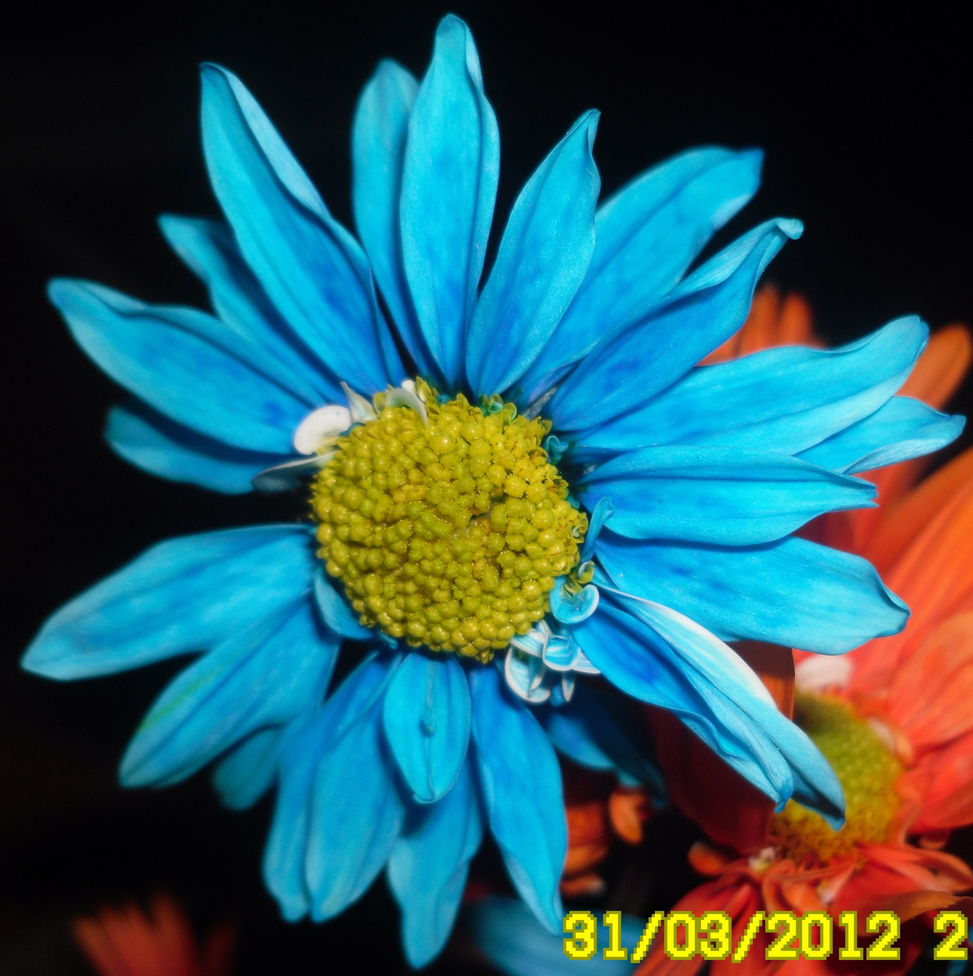 flower blue blue flower free photo