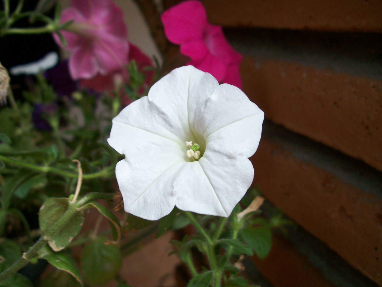 flower flowers vines free photo