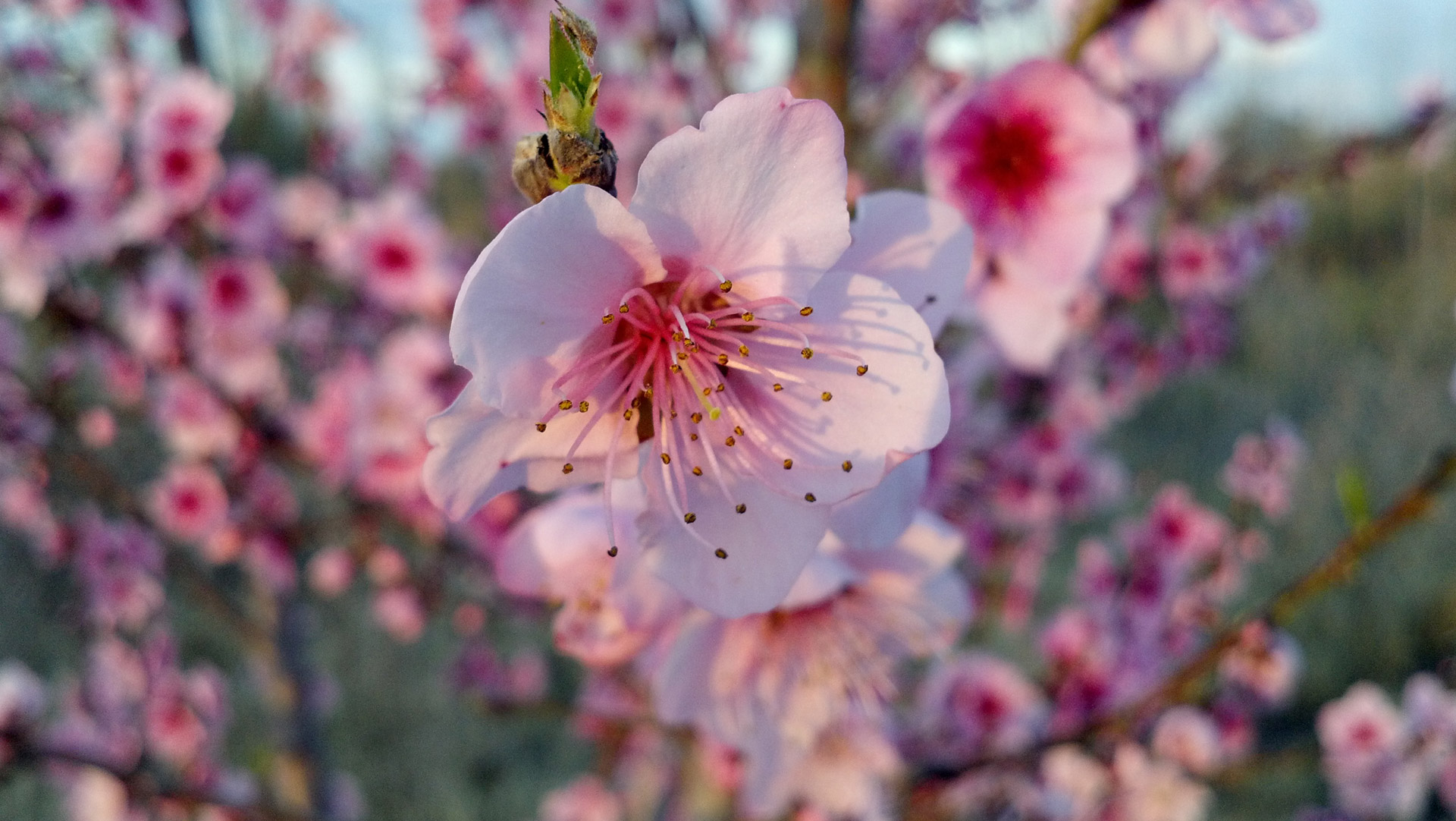 peach blossoms spring tree free photo