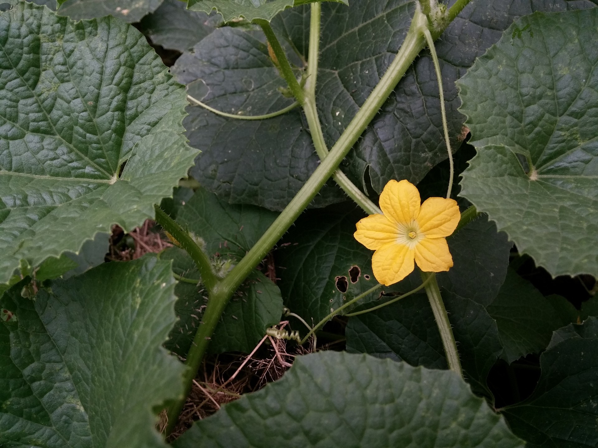 flower pumpkin yellow free photo