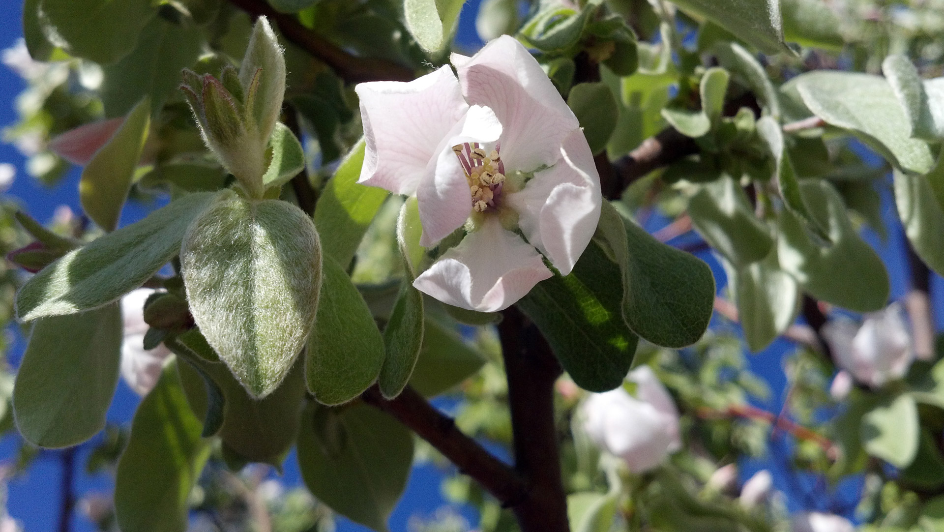 flower quince spring free photo