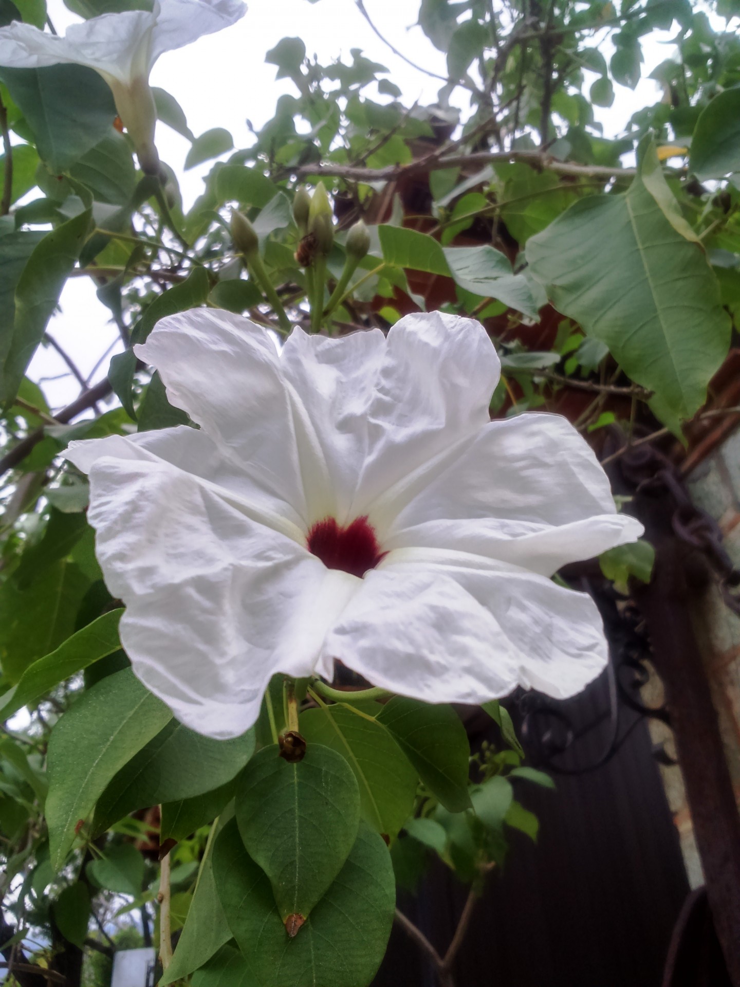 white flower flower paper free photo