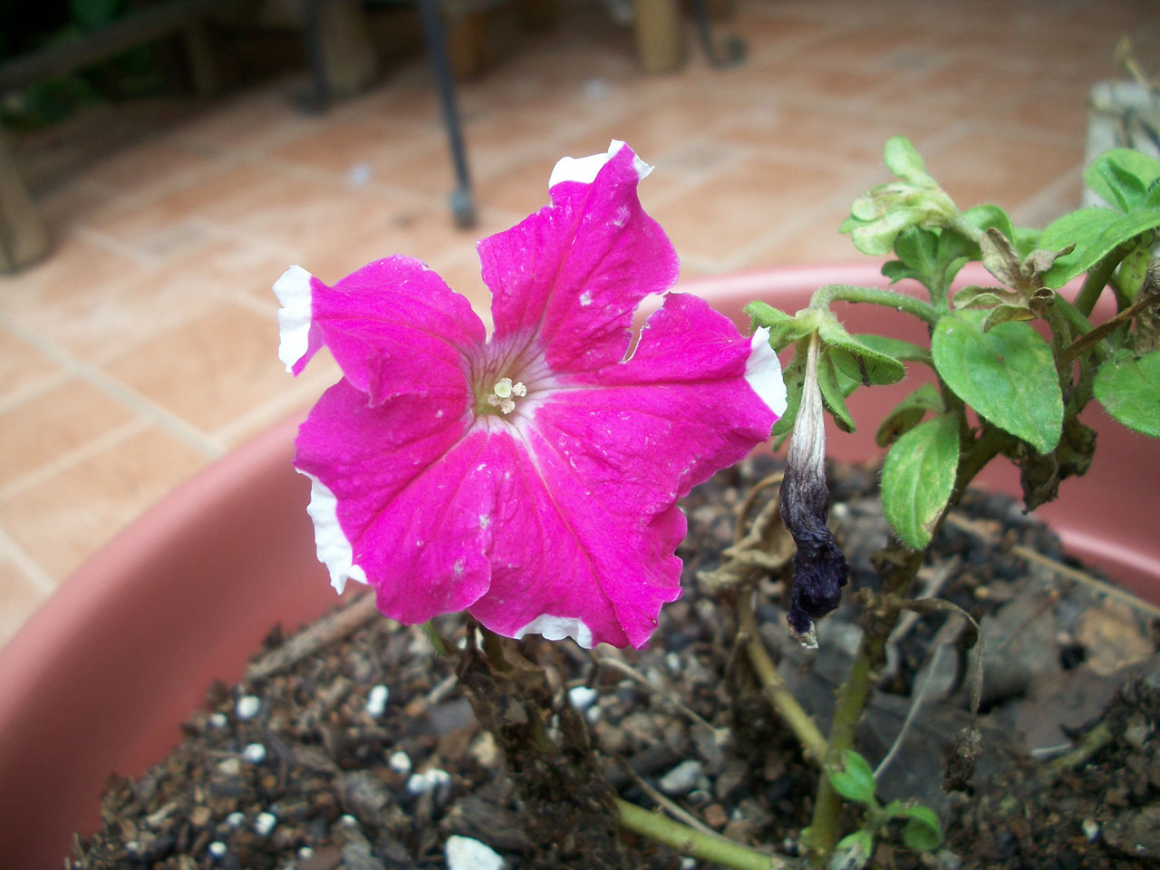 flower purple lilac free photo